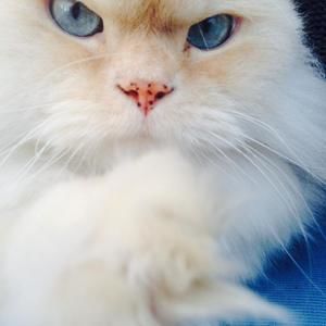 Meet your Posher, Anne